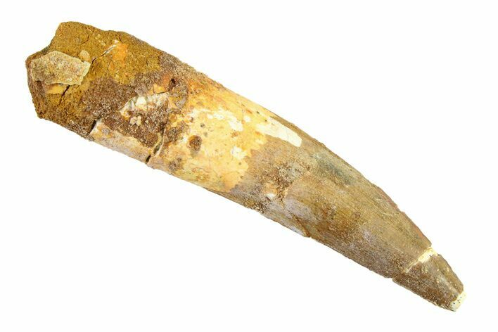 Fossil Spinosaurus Tooth - Real Dinosaur Tooth #332731